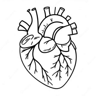 Hart Anatomie Inkleurbladsye